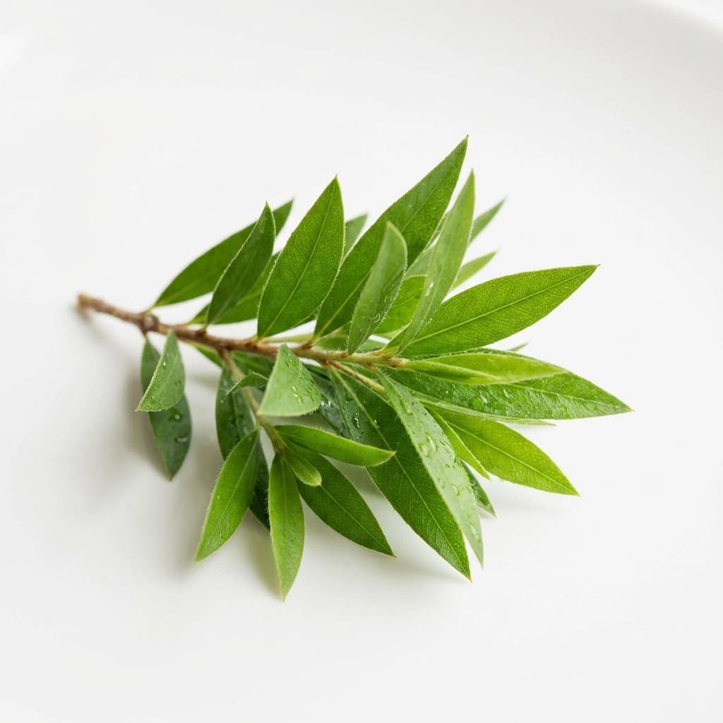 Tea Tree